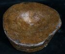 Well Preserved Ichthyosaur Vertebra - Wide #8977-1